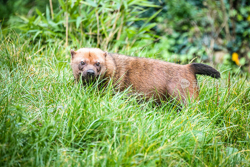 成年丛林犬(Speothos venaticus)